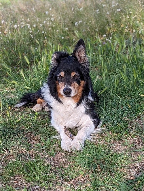 des Crocs de Provence - Des nouvelles de Foxty