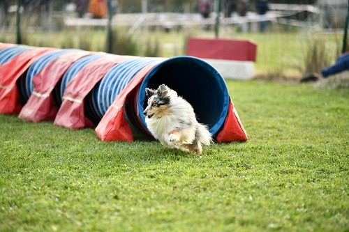 des Crocs de Provence - Concours d'agility de Jonquières