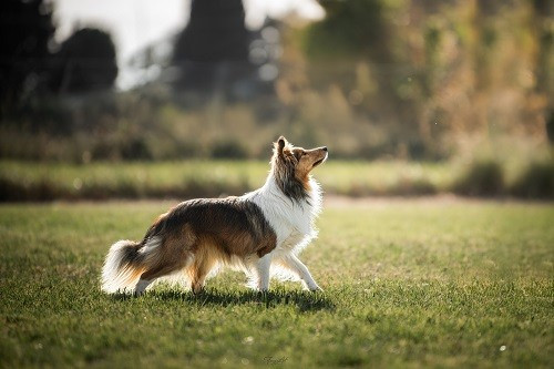 des Crocs de Provence - C.A.C.S. de Cavalaire
