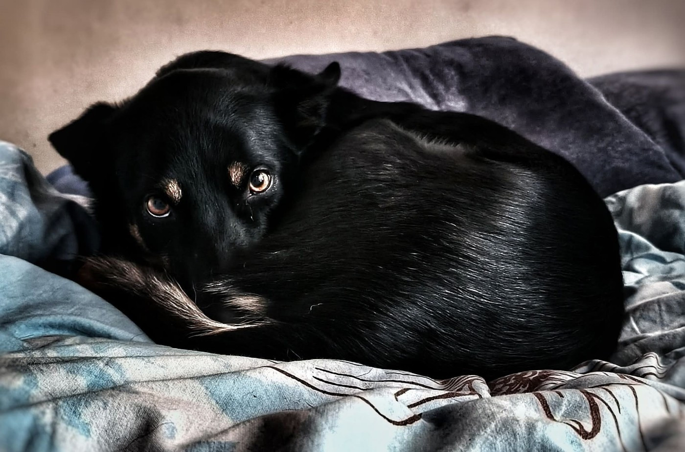 des Crocs de Provence - Des nouvelles de Sao