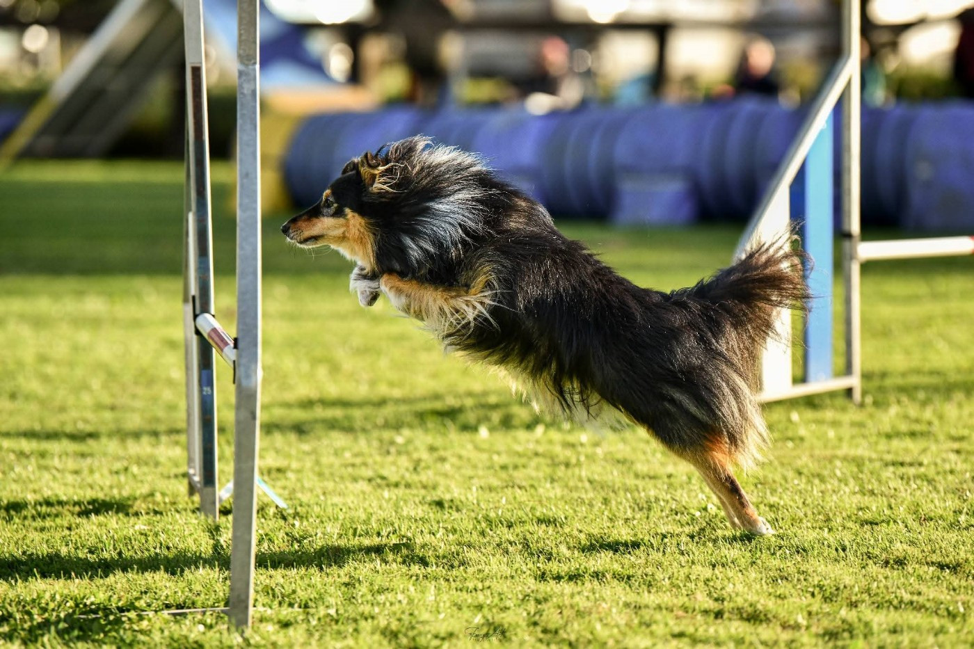 des Crocs de Provence - Des nouvelles de Topaz