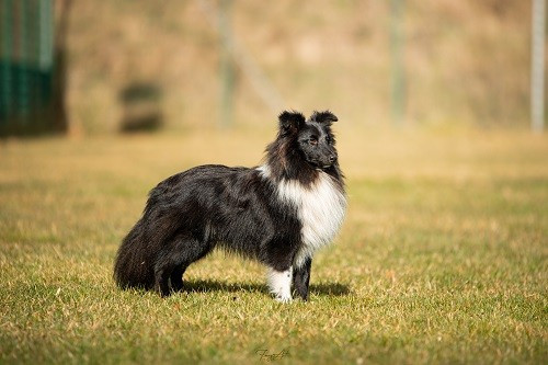 des Crocs de Provence - R.C.A.C.S. pour Night à Cavalaire