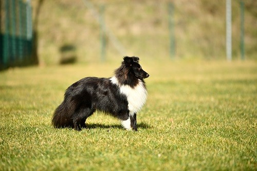 des Crocs de Provence - Night Champion Jeune de San Marin