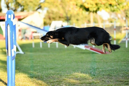 des Crocs de Provence - Uchuu Yamato des Crocs de Provence