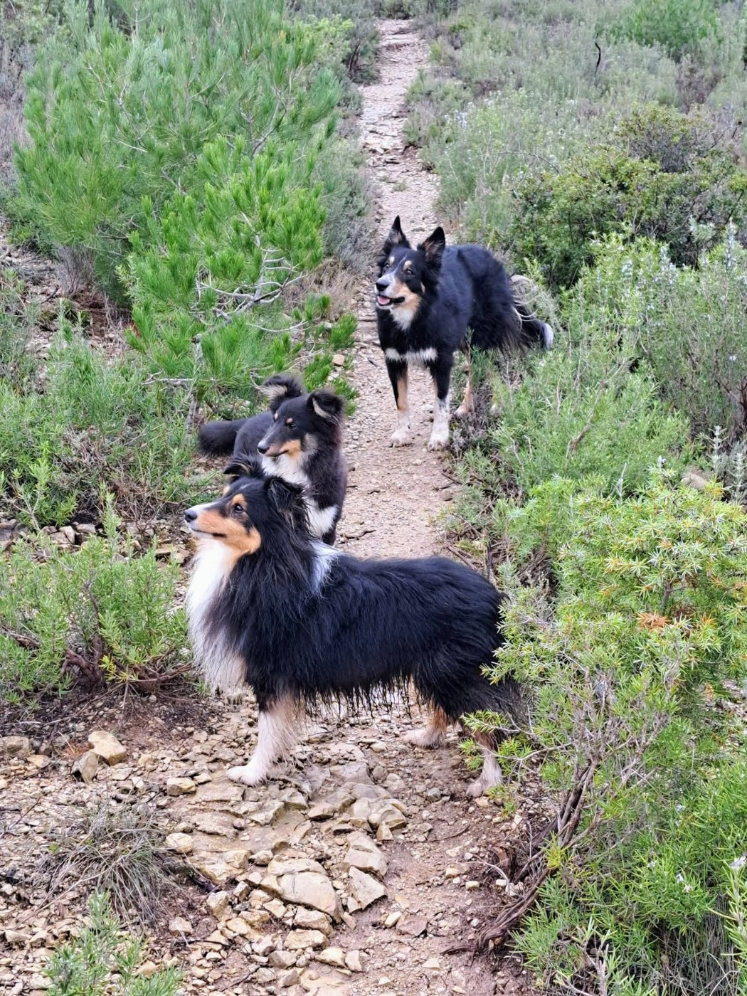 des Crocs de Provence - Des nouvelles de Top Gun