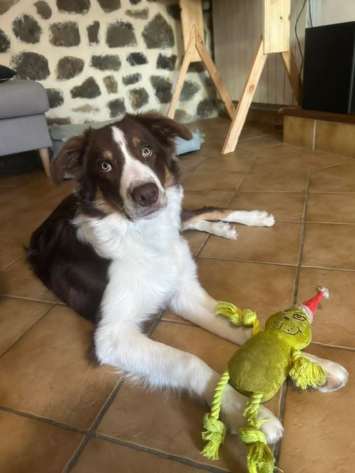 des Crocs de Provence - Des nouvelles de Ayko RL