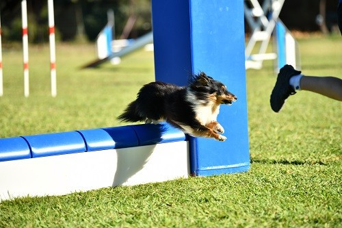 des Crocs de Provence - River Of Glitter Rain Brune des Crocs de Provence