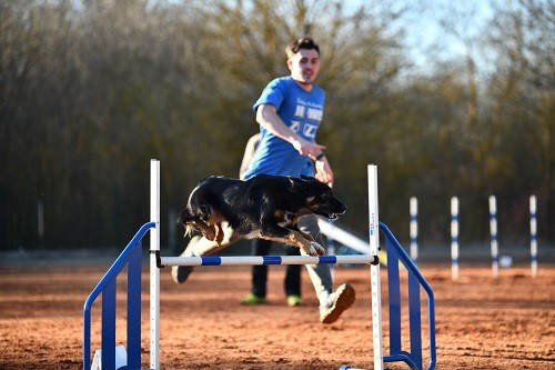 des Crocs de Provence - Concours d'agility des Cadeou