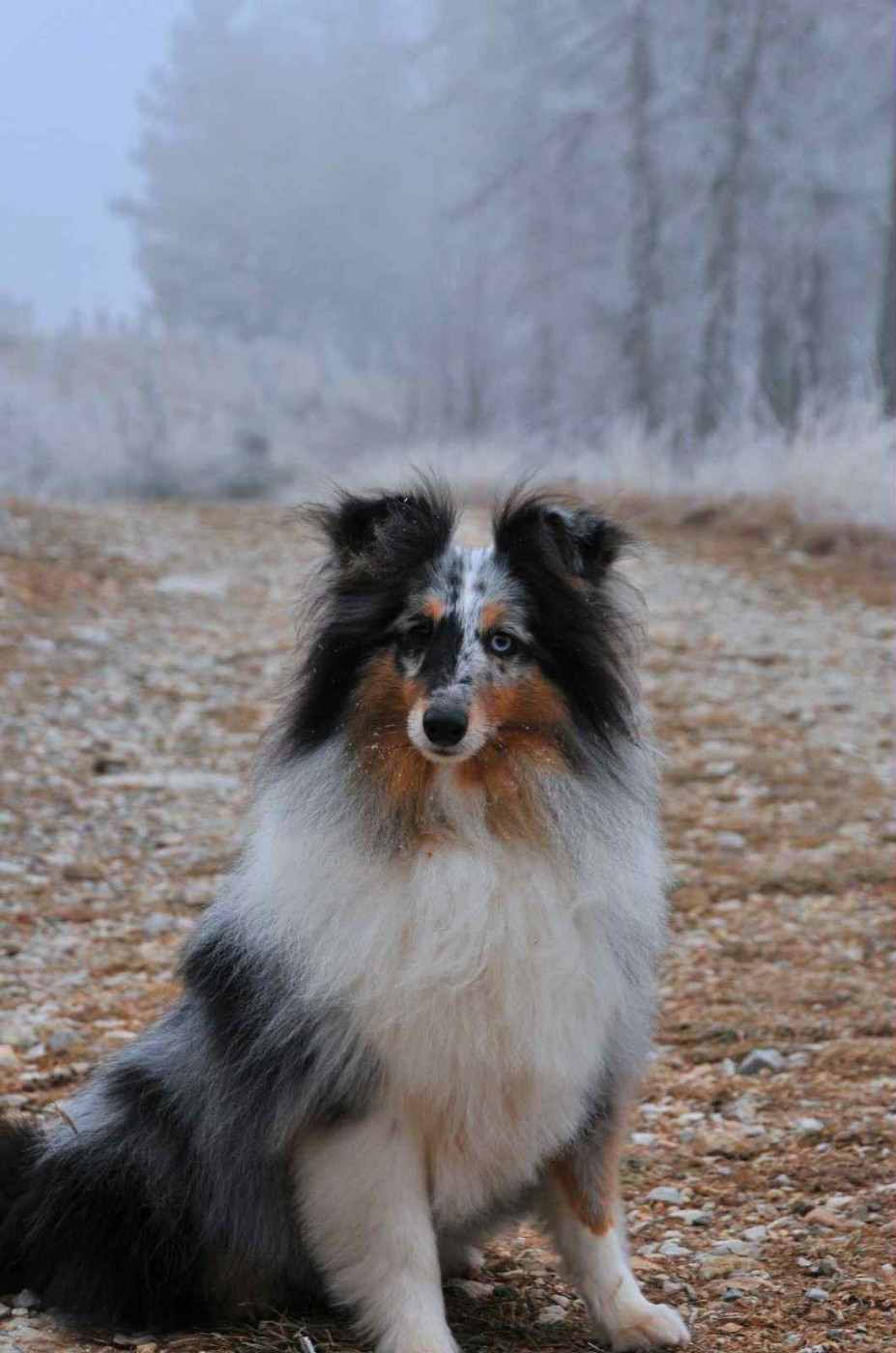 des Crocs de Provence - Shiro Bleu des Crocs de Provence