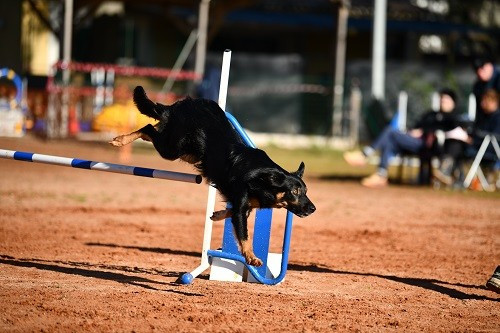 des Crocs de Provence - Concours d'agility des Cadeou