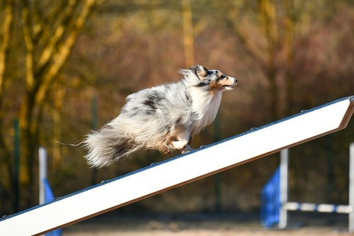 des Crocs de Provence - Concours d'agility des Cadeou