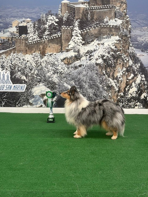 des Crocs de Provence - Maenerys Khaleesi Story la Bleue du Grain de Soleil Championne Vétéran de San Marin