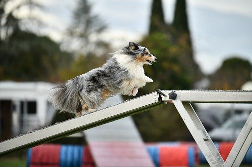 des Crocs de Provence - Maenerys Khaleesi Story la Bleue du Grain de Soleil au concours d'agility de Jonquières