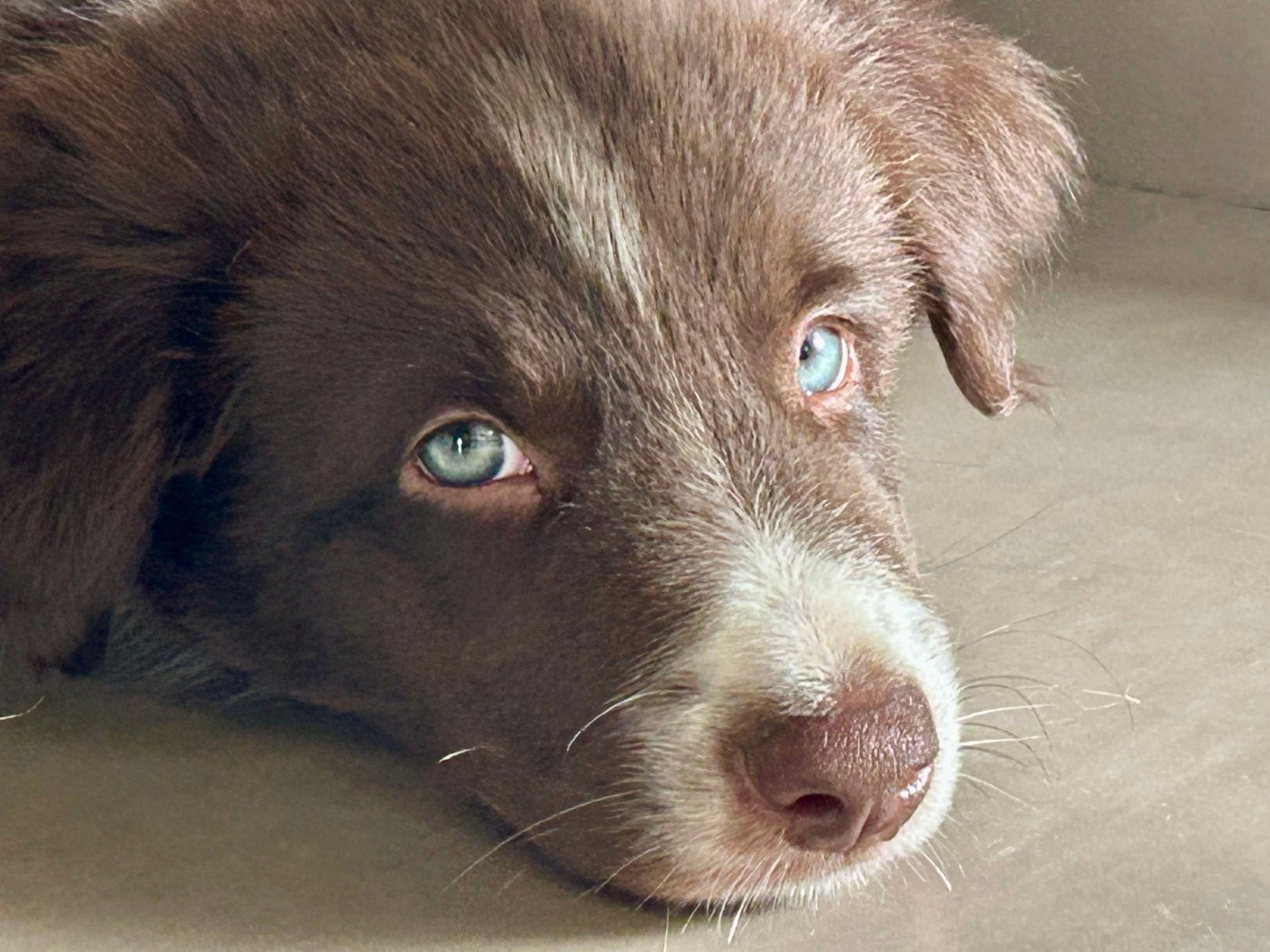 des Crocs de Provence - Aïko des Crocs de Provence