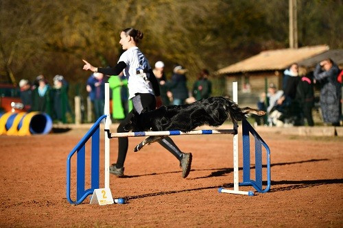 des Crocs de Provence - On et Julie au concours d'agility des Cadeou
