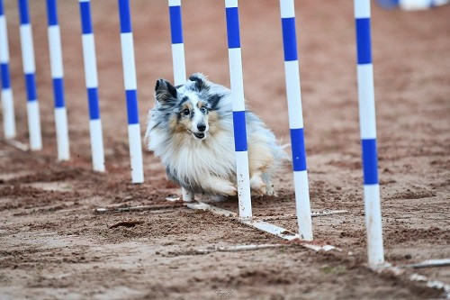 des Crocs de Provence - Maenerys Khaleesi Story la Bleue du Grain de Soleil au concours d'agility des Cadeou