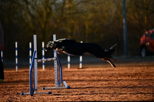 Uchuu Yamato des Crocs de Provence au concours d'agility des Cadeous
