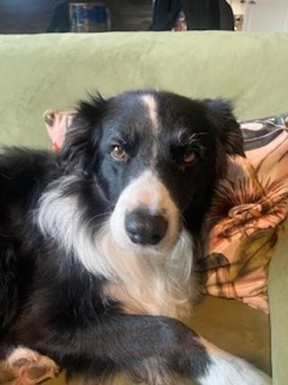 Ice Tea des Crocs de Provence dit Scooby