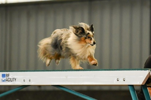 Concours d'agility de Mouriès
