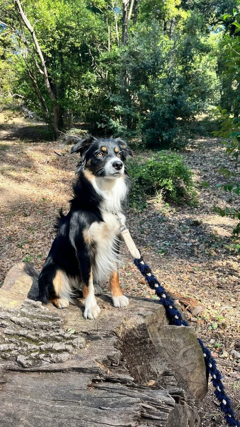 Venom Of God Hades des Crocs de Provence