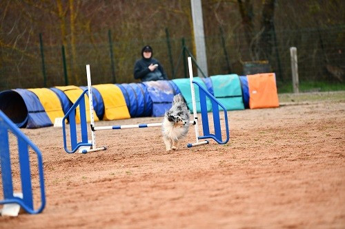 Concours d'agility de Mouriès