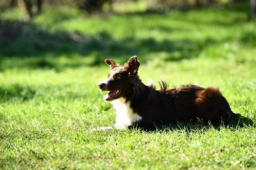 Aïko des Crocs de Provence