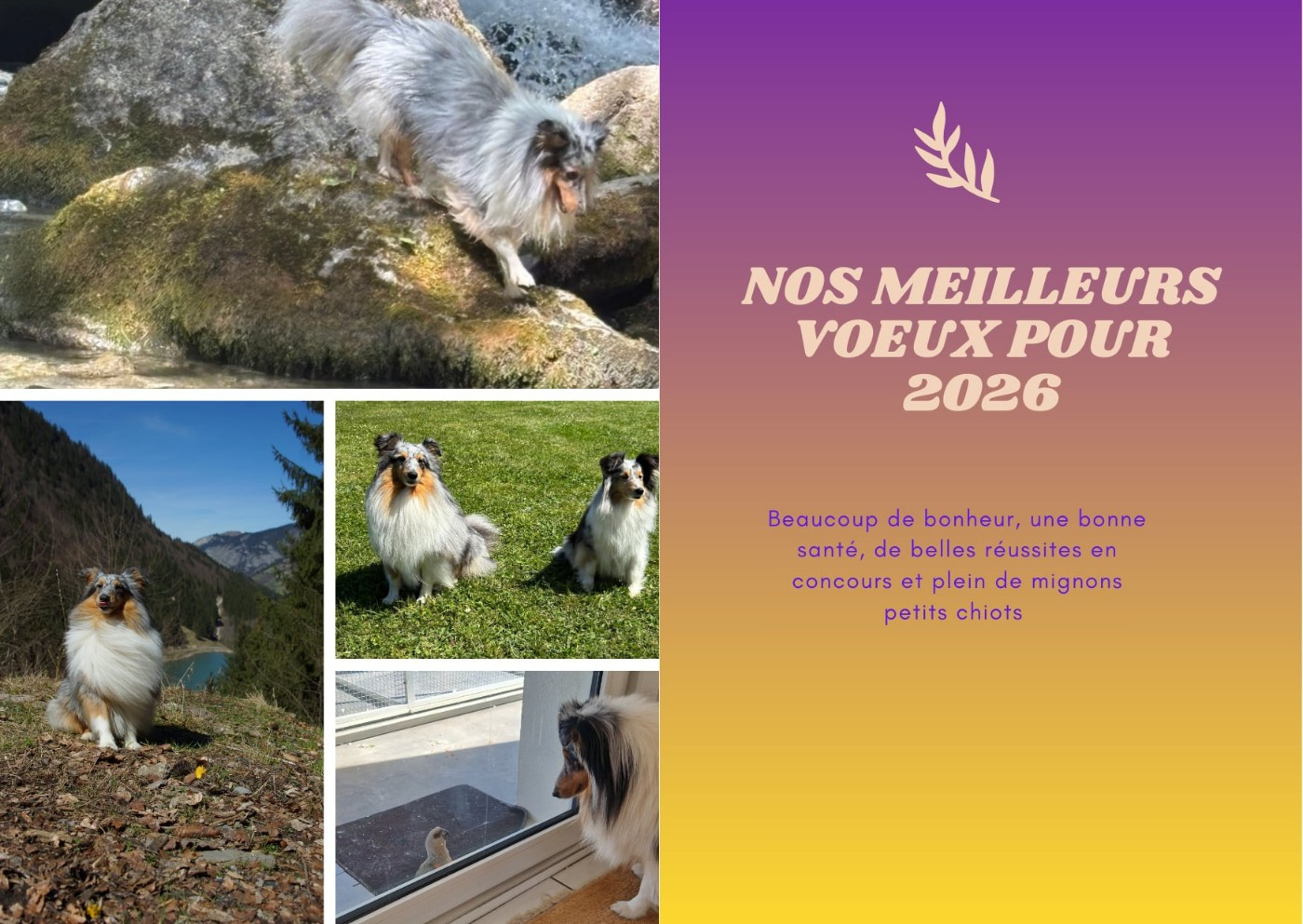 Tonic Sanjay Bleu des Crocs de Provence