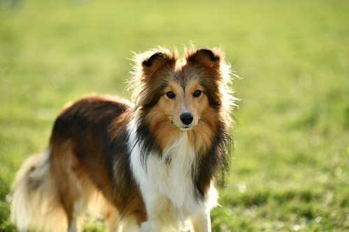 Tests génétiques de Vakanda la Légende Sioux Dorée des Crocs de Provence