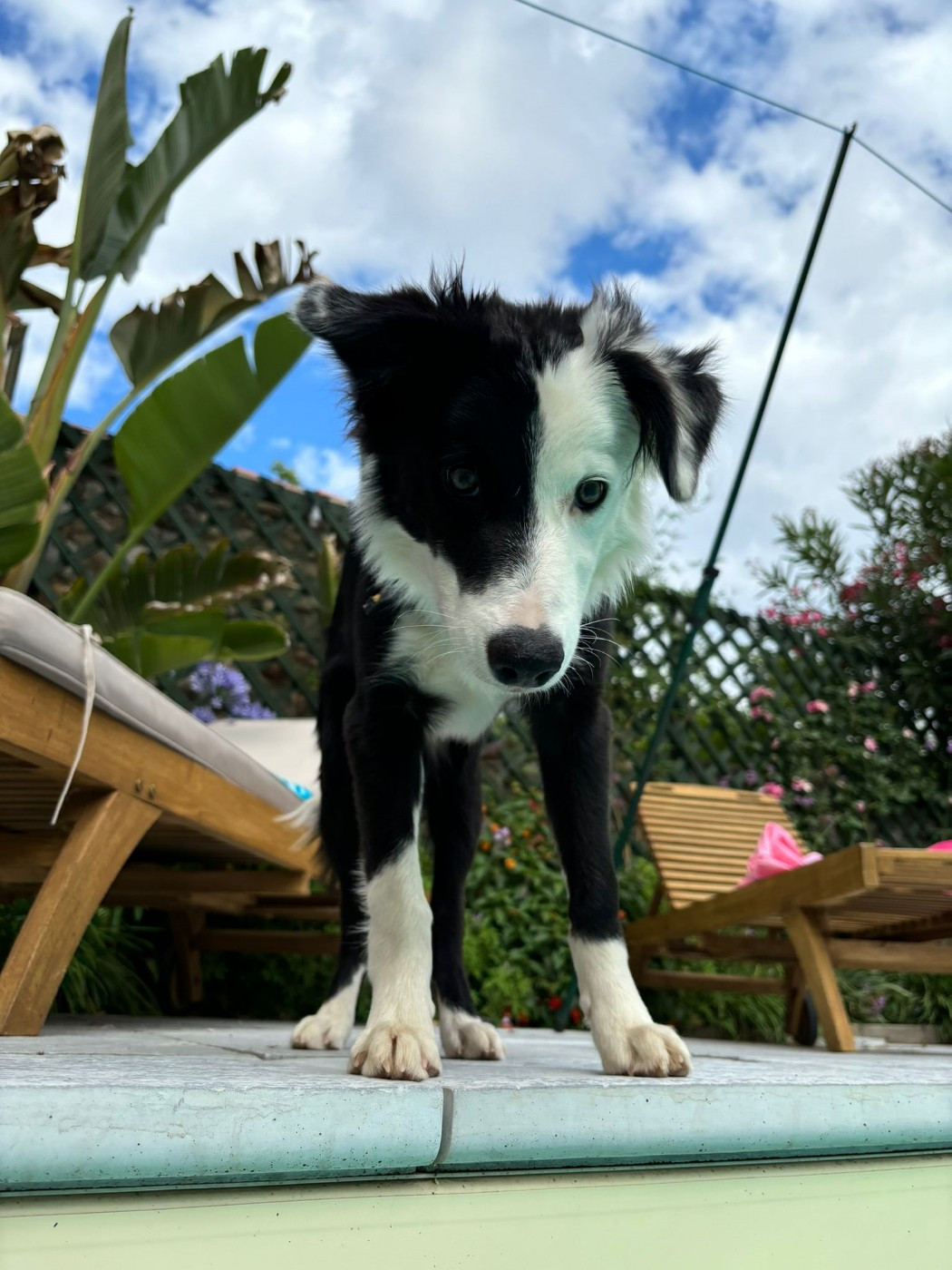 Voltaire dit Opportunity des Crocs de Provence dit Oppy