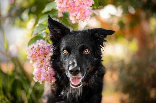 Rage Against The Machine des Crocs de Provence