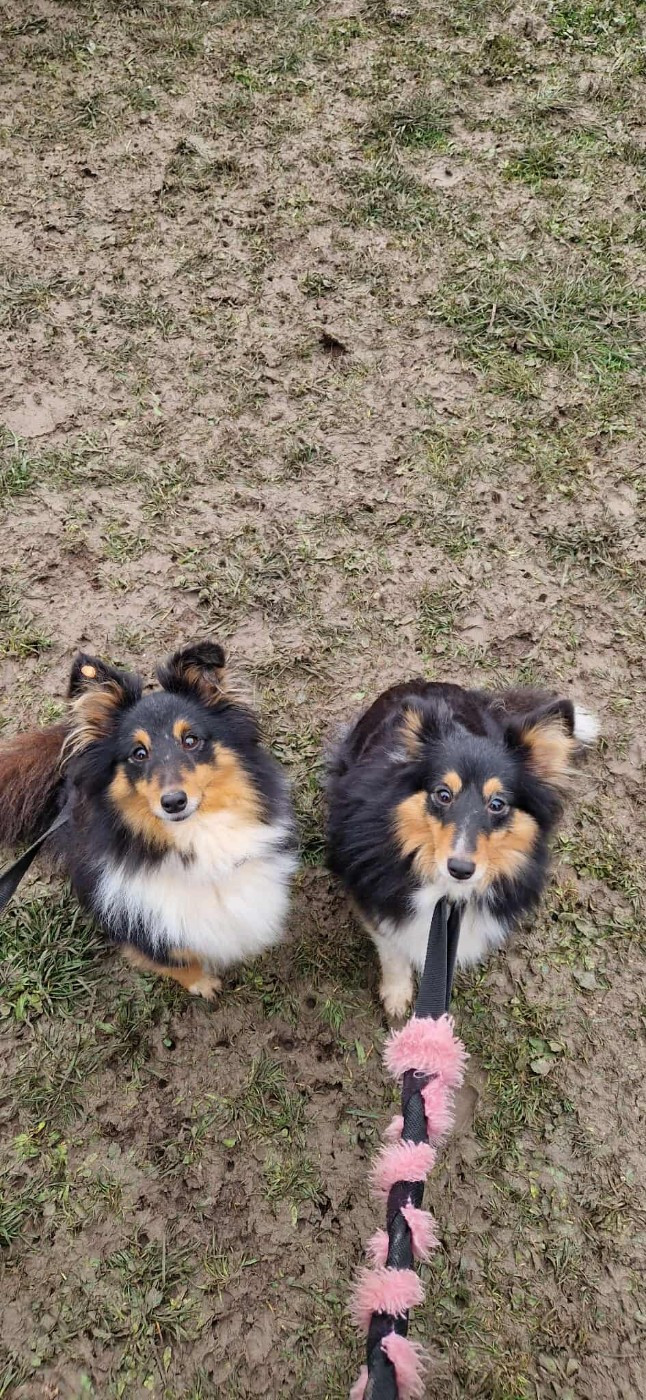 des Crocs de Provence - River Of Glitter Rain Brune des Crocs de Provence