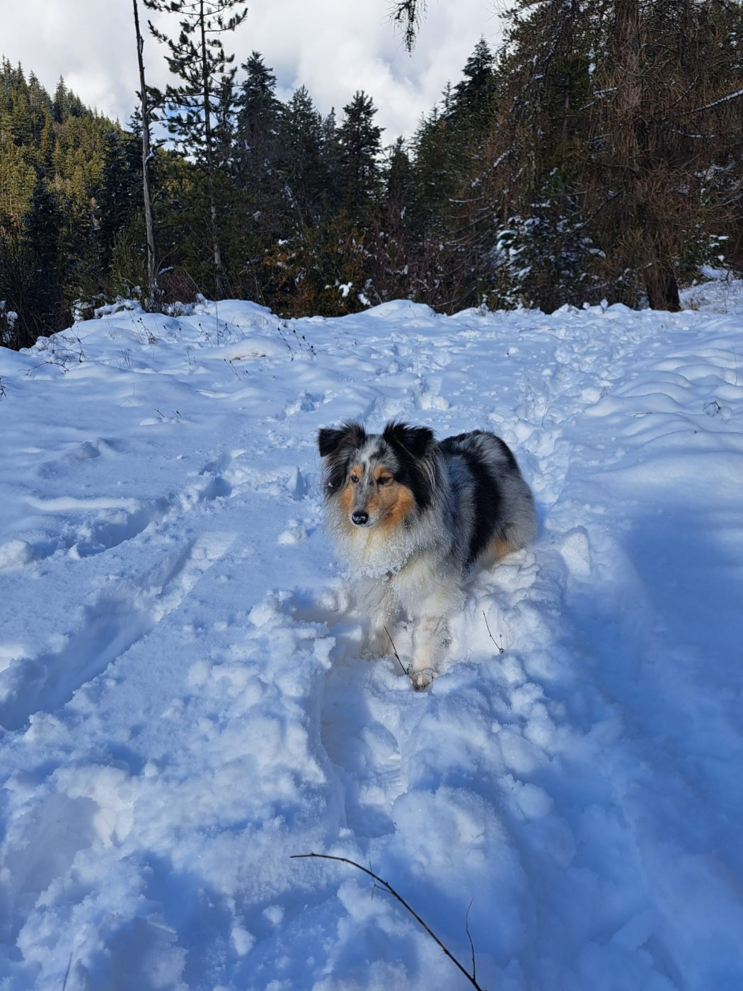 des Crocs de Provence - Osanna Blue des Crocs de Provence