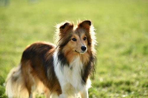des Crocs de Provence - Vakanda la Légende Sioux Dorée des Crocs de Provence