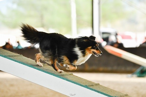 des Crocs de Provence - Concours d'agility des Cadeou