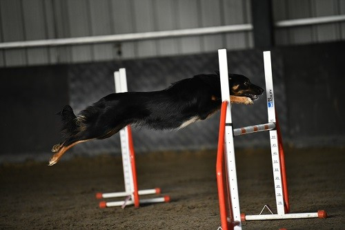 des Crocs de Provence - Concours d'agility des Cadeou