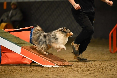 des Crocs de Provence - Concours d'agility des Cadeou