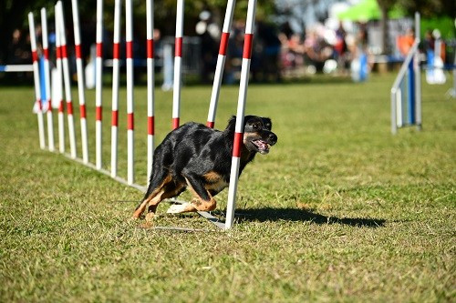 des Crocs de Provence - Uchuu Yamato des Crocs de Provence au concours d'agility de Saint Martin de Crau