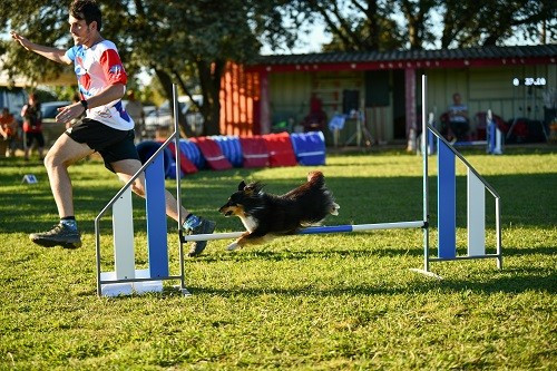 des Crocs de Provence - River of Glitter Rain Brune des Crocs de Provence et Esteban au concours d'agility de Saint Martin de Crau
