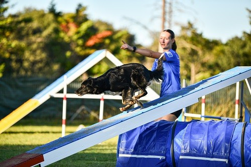 des Crocs de Provence - On des Crocs de Provence et Julie au concours d'agility de Saint Martin de Crau