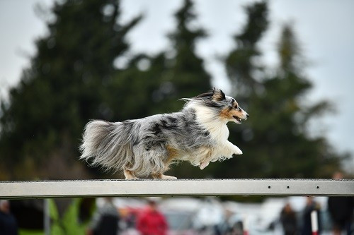 des Crocs de Provence - Maenerys Khaleesi Story la Bleue du Grain de Soleil au concours d'agility de Jonquières