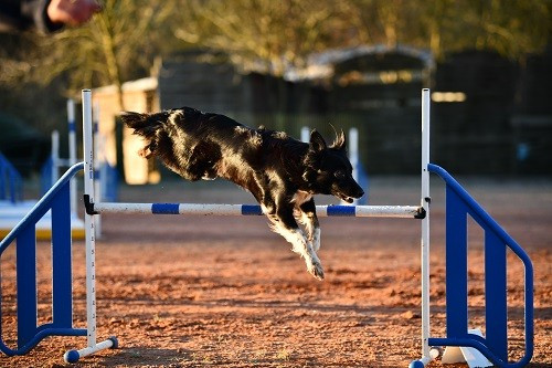 des Crocs de Provence - On des Crocs de Provence au concours d'agility des Cadeou