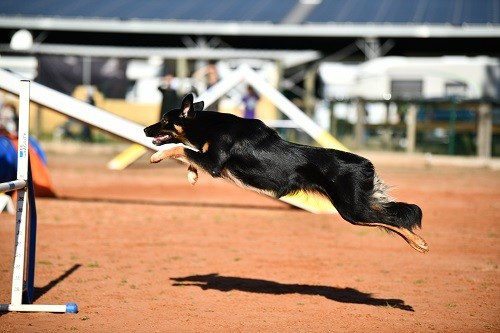 des Crocs de Provence - Uchuu Yamato des Crocs de Provence au concours d'agility des Cadéou