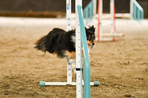 des Crocs de Provence - River Of Glitter Rain Brune des Crocs de Provence et Esteban au concours d'agility des Cadeou