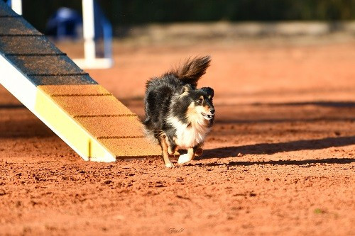 des Crocs de Provence - River Of Glitter Rain Brune des Crocs de Provence au concours d'agility des Cadéou