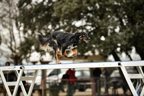 Concours d'agility de Saint Martin de Crau