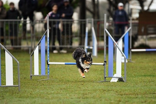 Concours d'agility de Saint Martin de Crau