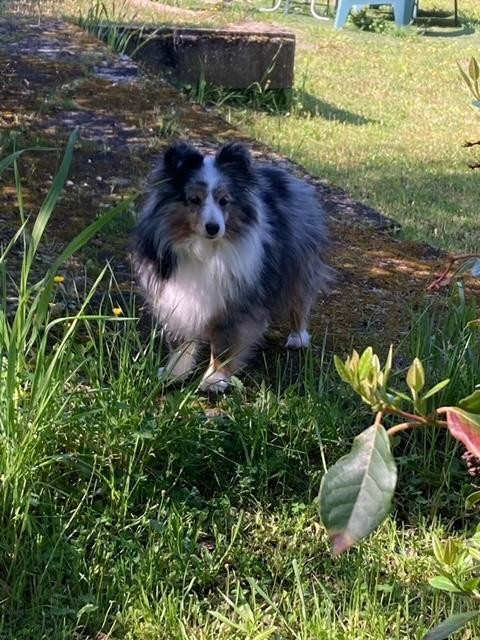 Michalea Quinn Bleue des Crocs de Provence