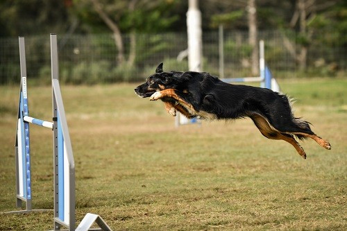 des Crocs de Provence - Uchuu Yamato des Crocs de Provence et Esteban au concours d'agility de Saint Martin de Crau