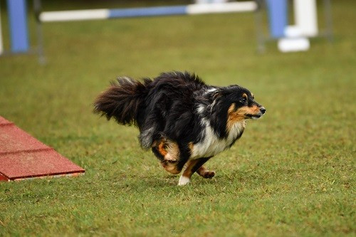 des Crocs de Provence - River Of Glitter Rain Brune des Crocs de Provence et Esteban au concours d'agility de Saint Martin de Crau
