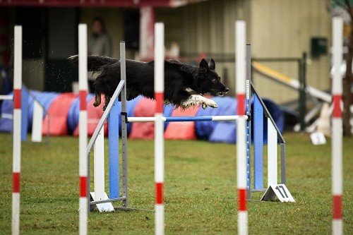 des Crocs de Provence - On des Crocs de Provence et Esteban au concours d'agility de Saint Martin de Crau